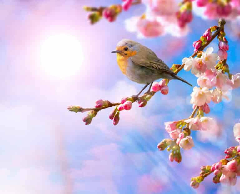 Bird on cherry blossom branch in front of blue sky